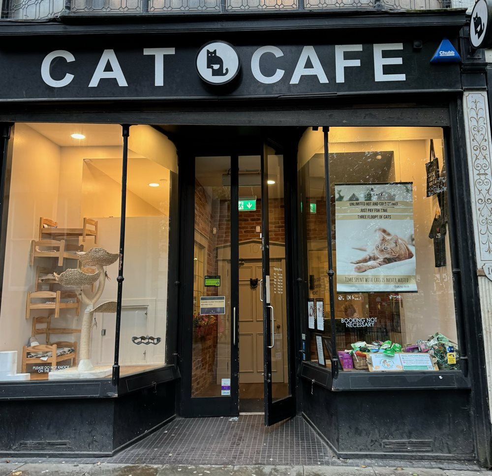 Cat Cafe in Liverpool