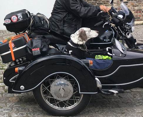 Hund im Beiwagen